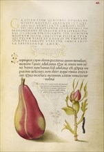 Pear, French Rose, and Caterpillar; Joris Hoefnagel, Flemish , Hungarian, 1542 - 1600, and Georg Bocskay, Hungarian, died 1575