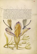 Damselflies, Spanish Iris, and Star-of-Bethlehem; Joris Hoefnagel, Flemish , Hungarian, 1542 - 1600, and Georg Bocskay