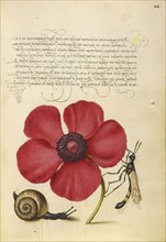 Terrestrial Mollusk, Poppy Anemone, and Crane Fly; Joris Hoefnagel, Flemish , Hungarian, 1542 - 1600, and Georg Bocskay