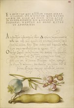 Opium Poppy, Bladder Campion, and Broad Bean; Joris Hoefnagel, Flemish , Hungarian, 1542 - 1600, and Georg Bocskay, Hungarian