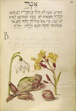 Spring Snowflake, Tree Frog, Wallflower, and Marine Mollusk; Joris Hoefnagel, Flemish , Hungarian, 1542 - 1600, and Georg