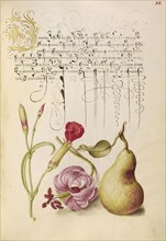 Carnation, Martagon Lily, and Pear; Joris Hoefnagel, Flemish , Hungarian, 1542 - 1600, and Georg Bocskay, Hungarian, died 1575