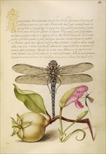 Dragonfly, Pear, Carnation, and Insect; Joris Hoefnagel, Flemish , Hungarian, 1542 - 1600, and Georg Bocskay, Hungarian, died