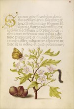 Insect, English Hawthorn, Caterpillar, and European Filbert; Joris Hoefnagel, Flemish , Hungarian, 1542 - 1600, and Georg