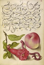 Pomegranate, Worm, and Peach; Joris Hoefnagel, Flemish , Hungarian, 1542 - 1600, and Georg Bocskay, Hungarian, died 1575