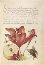 Insects, Orange Lily, Caterpillar, Apple, and Horse Fly; Joris Hoefnagel, Flemish , Hungarian, 1542 - 1600, and Georg Bocskay