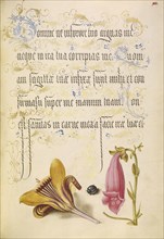 Cloth-of-Gold Crocus, Beetle, and Foxglove; Joris Hoefnagel, Flemish , Hungarian, 1542 - 1600, and Georg Bocskay, Hungarian