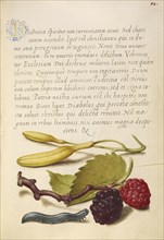Hyacinth, Black Mulberry, and Caterpillar; Joris Hoefnagel, Flemish , Hungarian, 1542 - 1600, and Georg Bocskay, Hungarian
