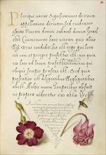 Insect, Balkan Primrose, and Alpine Violet; Joris Hoefnagel, Flemish , Hungarian, 1542 - 1600, and Georg Bocskay, Hungarian