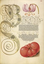 Martagon Lily and Tomato; Joris Hoefnagel, Flemish , Hungarian, 1542 - 1600, and Georg Bocskay, Hungarian, died 1575, Vienna