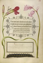Insect, Carnation, Bluebell, and Caterpillar; Joris Hoefnagel, Flemish , Hungarian, 1542 - 1600, and Georg Bocskay, Hungarian