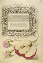 French Rose and Apple; Joris Hoefnagel, Flemish , Hungarian, 1542 - 1600, and Georg Bocskay, Hungarian, died 1575, Vienna