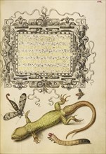 Scorpionfly, Insect, Lizard, and Insect Larva; Joris Hoefnagel, Flemish , Hungarian, 1542 - 1600, and Georg Bocskay, Hungarian