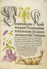 Cowslip, European Columbine, and Giant Filbert; Joris Hoefnagel, Flemish , Hungarian, 1542 - 1600, and Georg Bocskay, Hungarian