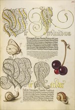 Butterfly, Sweet Cherry, and Land Snails; Joris Hoefnagel, Flemish , Hungarian, 1542 - 1600, and Georg Bocskay, Hungarian