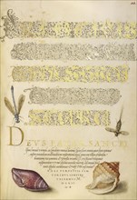 Damselfly, Insect, and Marine Mollusks; Joris Hoefnagel, Flemish , Hungarian, 1542 - 1600, and Georg Bocskay, Hungarian