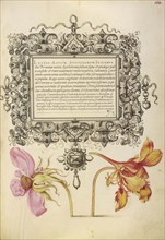 French Rose and Dwarf Nasturtium; Joris Hoefnagel, Flemish , Hungarian, 1542 - 1600, and Georg Bocskay, Hungarian, died 1575