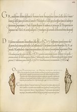 Butterfly Pupae; Joris Hoefnagel, Flemish , Hungarian, 1542 - 1600, and Georg Bocskay, Hungarian, died 1575, Vienna, Austria