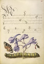 Scarlet Tiger-Moth, Larkspur, Insect, and Caterpillar; Joris Hoefnagel, Flemish , Hungarian, 1542 - 1600, and Georg Bocskay