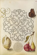 Butterfly, Marine Mollusk, and Pear; Joris Hoefnagel, Flemish , Hungarian, 1542 - 1600, and Georg Bocskay, Hungarian, died 1575