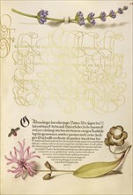 Hyssop, Insect, and Cuckoo Flower; Joris Hoefnagel, Flemish , Hungarian, 1542 - 1600, and Georg Bocskay, Hungarian, died 1575