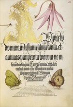 Dog-Tooth Violet and Butterflies; Joris Hoefnagel, Flemish , Hungarian, 1542 - 1600, and Georg Bocskay, Hungarian, died 1575