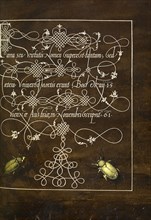 Ground Beetle and Scarab; Joris Hoefnagel, Flemish , Hungarian, 1542 - 1600, and Georg Bocskay, Hungarian, died 1575, Vienna