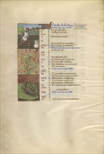 A Man Sowing; Zodiacal Sign of Scorpio; Tours, France; about 1480 - 1485; Tempera colors, gold, and ink on parchment; Leaf