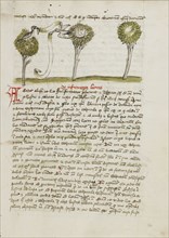 A Goshawk in a Tree and a Nightingale Flying Away from its Nest; Trier, probably, Germany; third quarter of 15th century; Pen