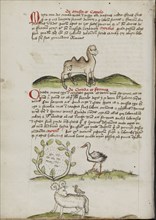 A Camel with a Fly on its Back; Insects in a Vineyard and a Stork Nearby; A Ram with a Crow on its Back; Trier