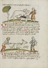 A Farmer with an Ox and Calf; A Man Hitting a Donkey; A Man Beating a Drum; Trier, probably, Germany