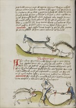 A Donkey Kicking a Wild Boar; A Pig Being Slaughtered; Trier, probably, Germany; third quarter of 15th century; Pen and black