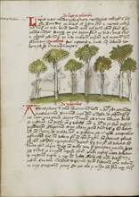 A Forest; Trier, probably, Germany; third quarter of 15th century; Pen and black ink and colored washes on paper; Leaf