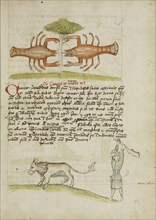 A Crab and Its Mother; A Man Hitting a Donkey; Trier, probably, Germany; third quarter of 15th century; Pen and black ink