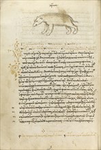 A Bear; Crete, Greece; 1510 - 1520; Pen and red lead and iron gall inks, watercolors, tempera colors, and gold paint on paper