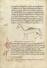 A Camel; Crete, Greece; 1510 - 1520; Pen and red lead and iron gall inks, watercolors, tempera colors, and gold paint on paper