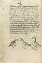 A Duck, a Rooster, and a Goose; Crete, Greece; 1510 - 1520; Pen and red lead and iron gall inks, watercolors, tempera colors
