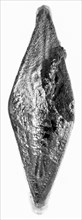 Ring; second half of 6th century B.C; Silver; 2.2 cm, 0.0028 kg, 7,8 in., 0.0062 lb