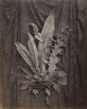 An Arrangement of Tobacco Leaves and Grass; Charles Aubry, French, 1811 - 1877, about 1864; Albumen silver print