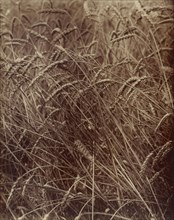Wheat; Eugène Atget, French, 1857 - 1927, France; 1900; Toned Albumen silver print