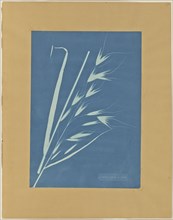 Uvena Novae Villiae; Anna Atkins, British, 1799 - 1871, and Anne Dixon, British, 1799 - 1877, about 1854; Cyanotype; 34.9 × 24
