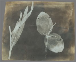 Leaves of Orchidea; William Henry Fox Talbot, English, 1800 - 1877, England; April 1839; Photogenic drawing negative; 17.1 × 20