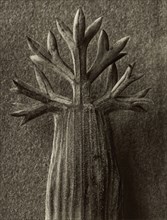 Seseli gummiferum; Karl Blossfeldt, German, 1865 - 1932, Berlin, Germany; 1932; Gelatin silver print; 25.9 × 19.8 cm