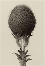 Thorned bulbous plant; Karl Blossfeldt, German, 1865 - 1932, Berlin, Germany; 1928 - 1932; Gelatin silver print; 25.9 x 17.9 cm