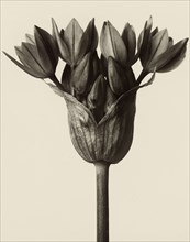 Allium ostrowskianum, Knoblauchpflanze; Karl Blossfeldt, German, 1865 - 1932, Berlin, Germany; 1928; Gelatin silver print