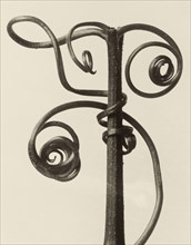 Cucurbita; Karl Blossfeldt, German, 1865 - 1932, Berlin, Germany; 1928; Gelatin silver print; 25.9 × 20.3 cm, 10 3,16 × 8 in