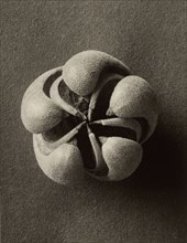 Blumenbachia hieronymi, Loasaceae, Karl Blossfeldt, German, 1865 - 1932, Berlin, Germany; 1932; Gelatin silver print
