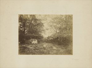 Landscape study; Eugène Cuvelier, French, 1837 - 1900, about 1855; Albumen silver print