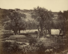 The Garden of Gethsemane; James Robertson, English, 1813 - 1888, Felice Beato, 1832 - 1909, Antonio Beato