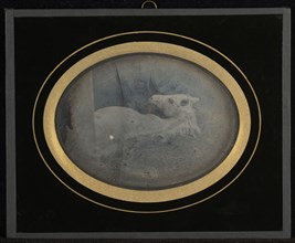 Study of a white foal; Jean-Gabriel Eynard, Swiss, 1775 - 1863, about 1845; Daguerreotype